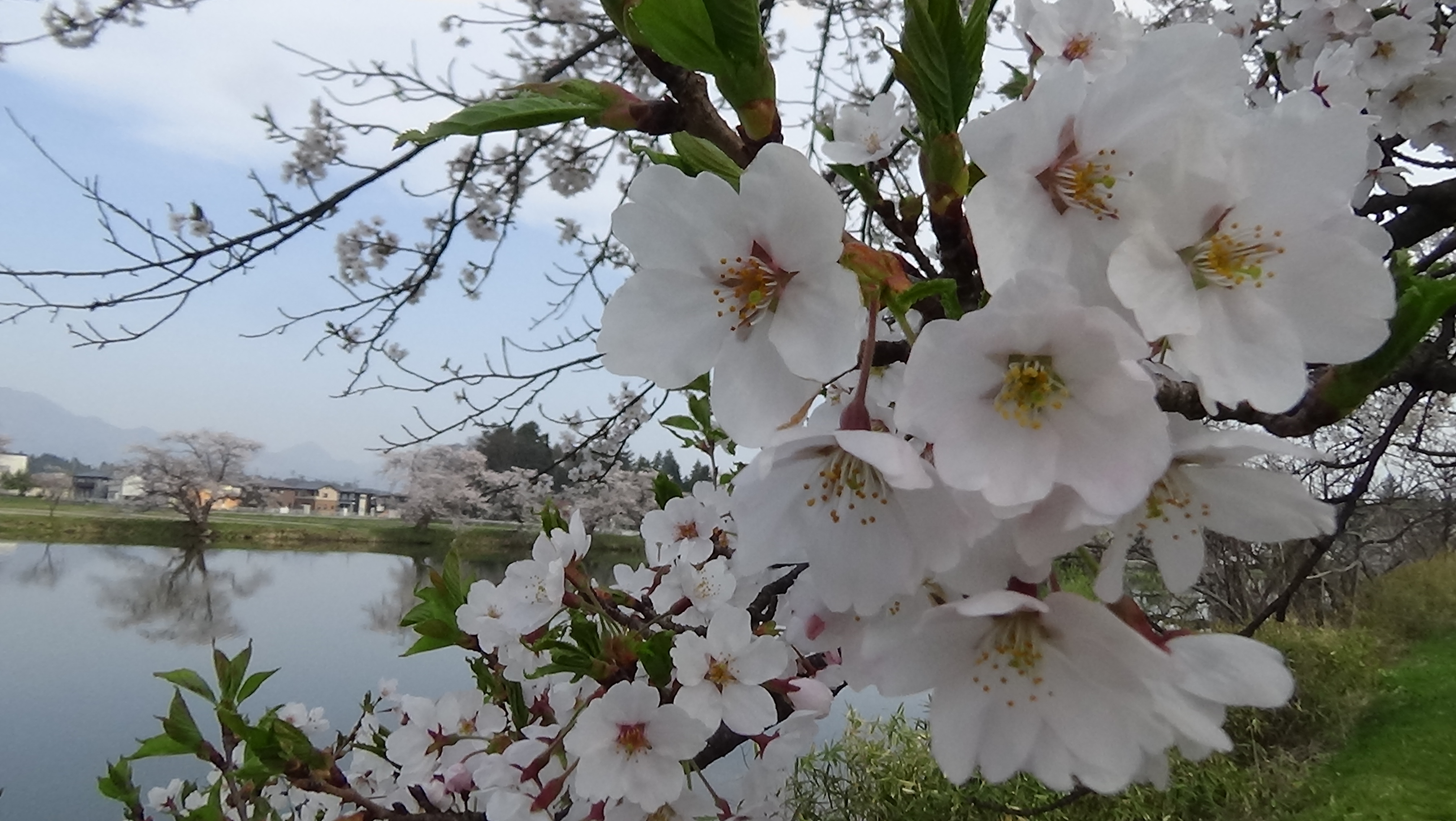 五郎沼の桜
